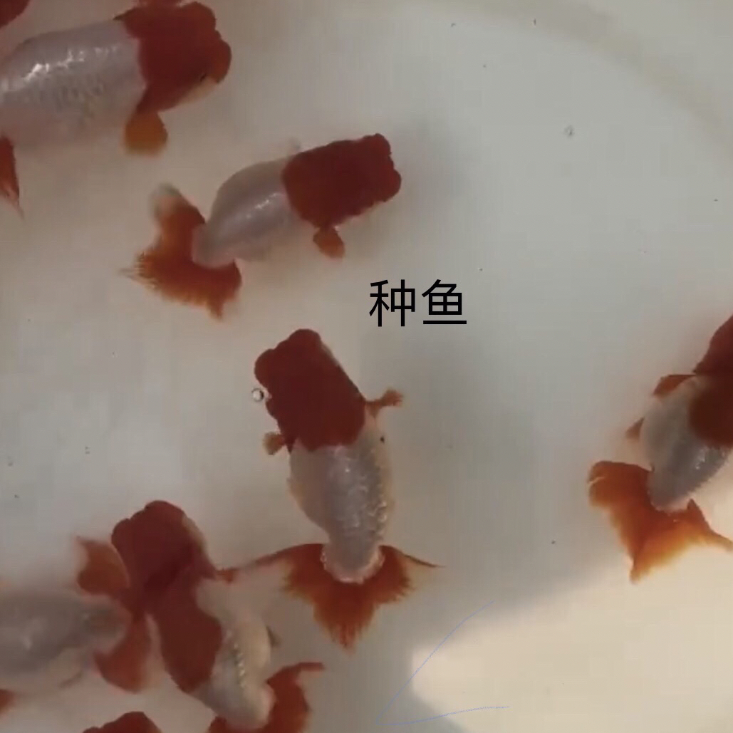 南泽宇野系日寿金鱼，体长6一10厘米左右，运费顺丰到付