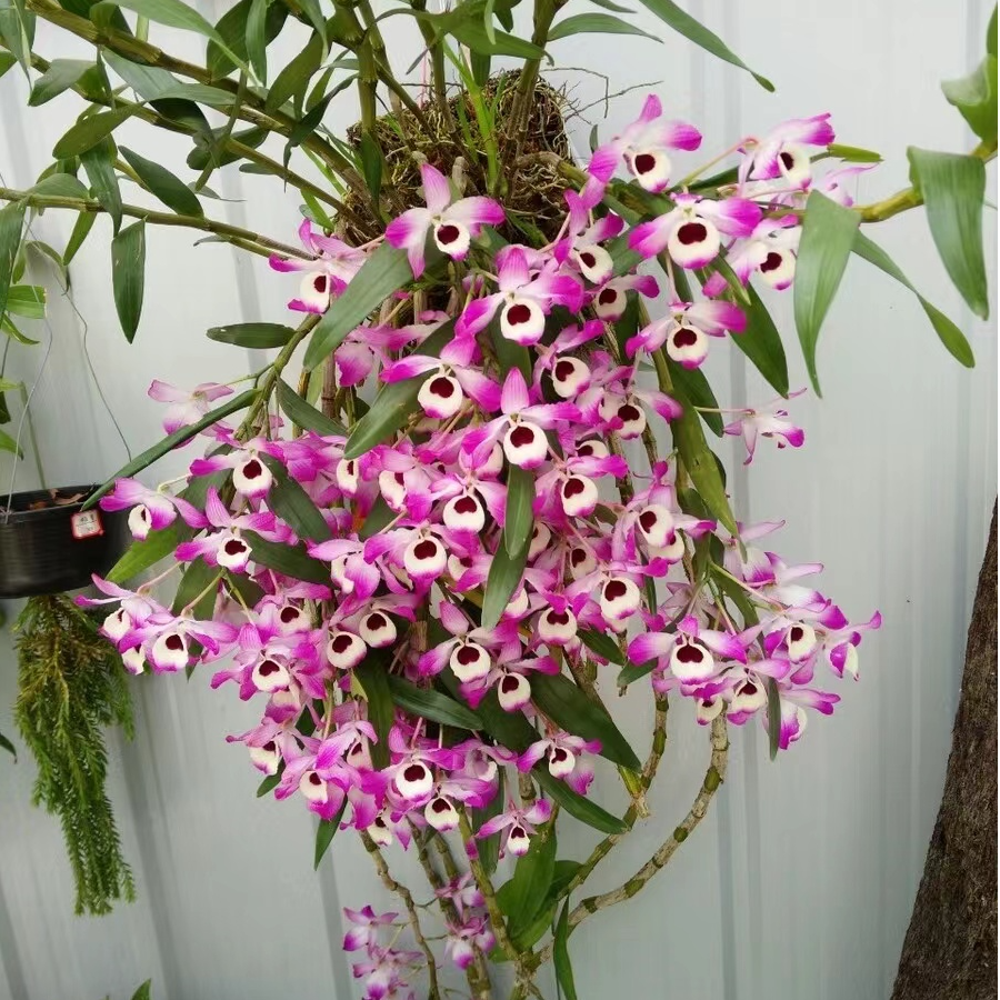 云南石斛兰花浓香好看多花色原生苗造景