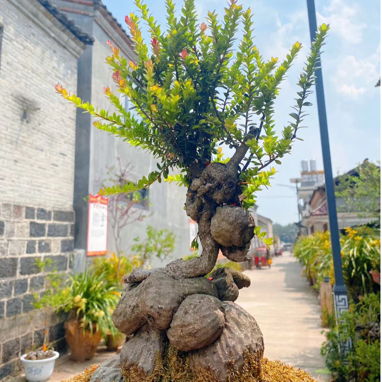 云南树萝卜盆景开花结果老桩红花紫果好养米叶