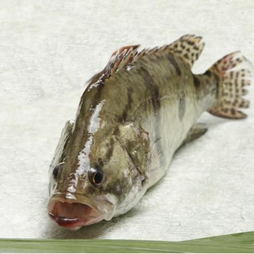 顺丰包邮东北冷水鳌花鱼(一条装)产地吉林松原