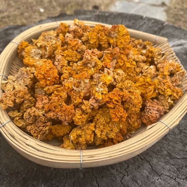 西藏波密金耳大朵金耳干货