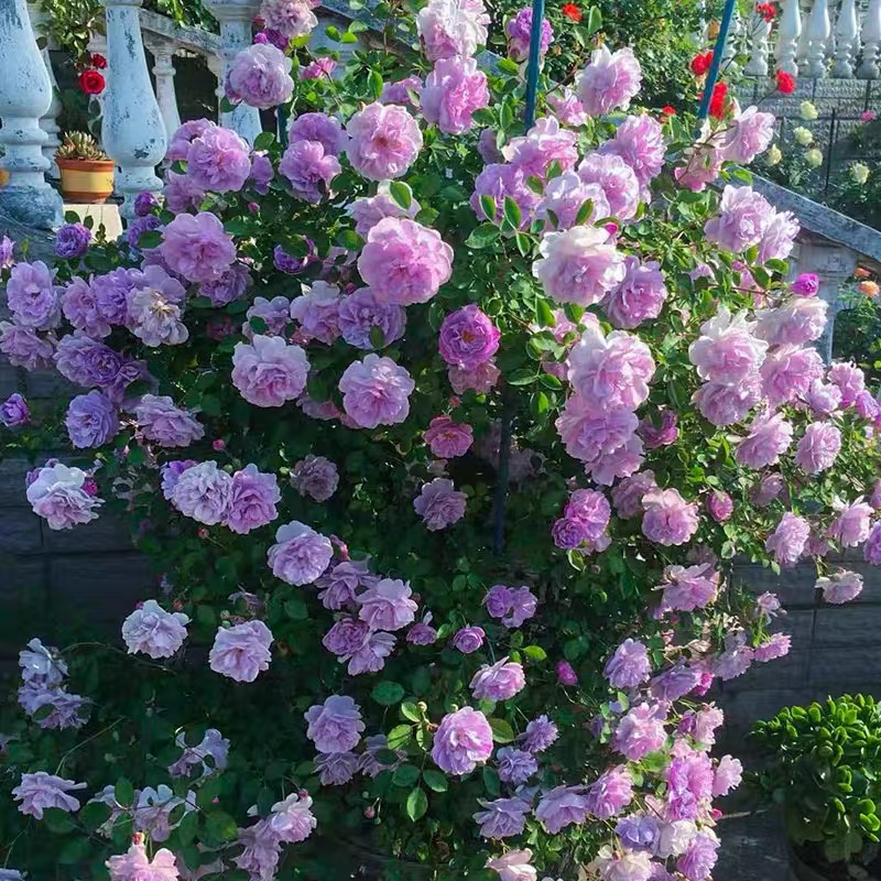 静静的花园【爬藤/蓝色阴雨】藤本月季蓝色多头特丰花淡香四季开花