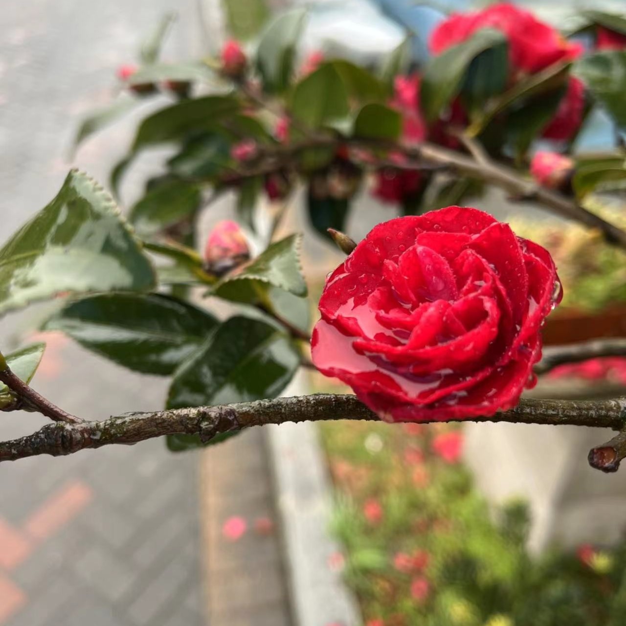 瑜哥盆景一物一拍