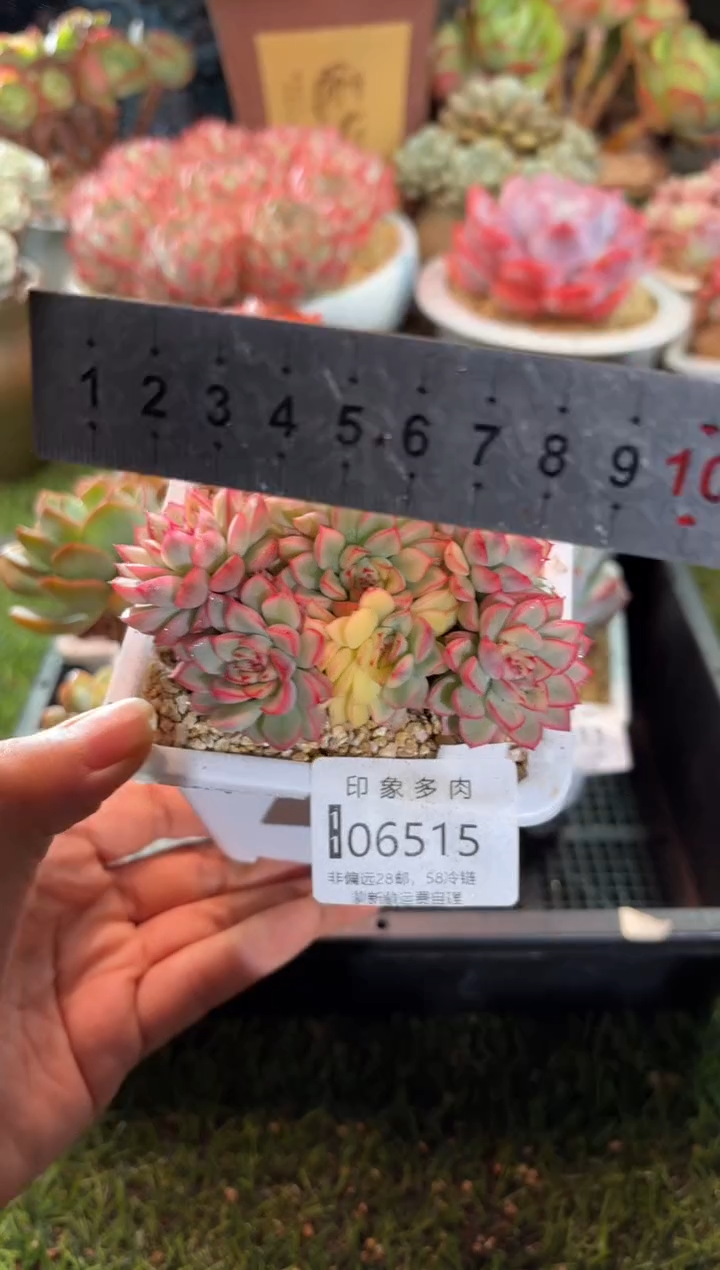 【闪购商品】06515