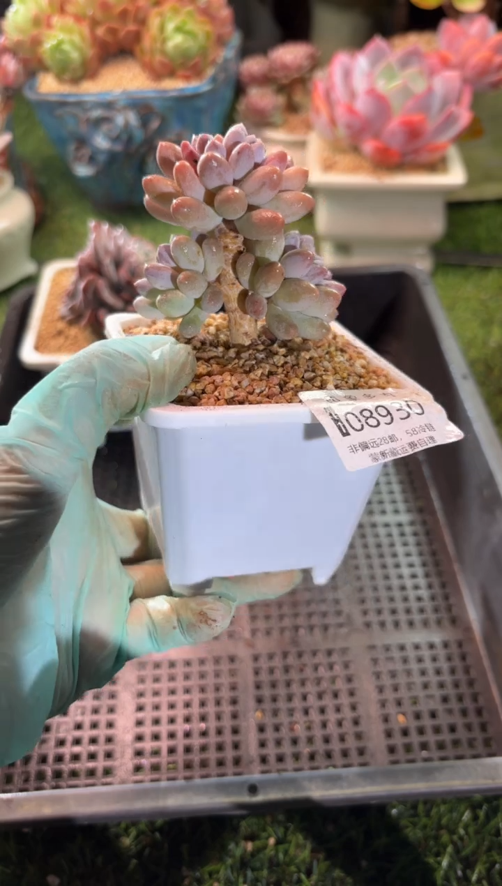 【闪购商品】08930