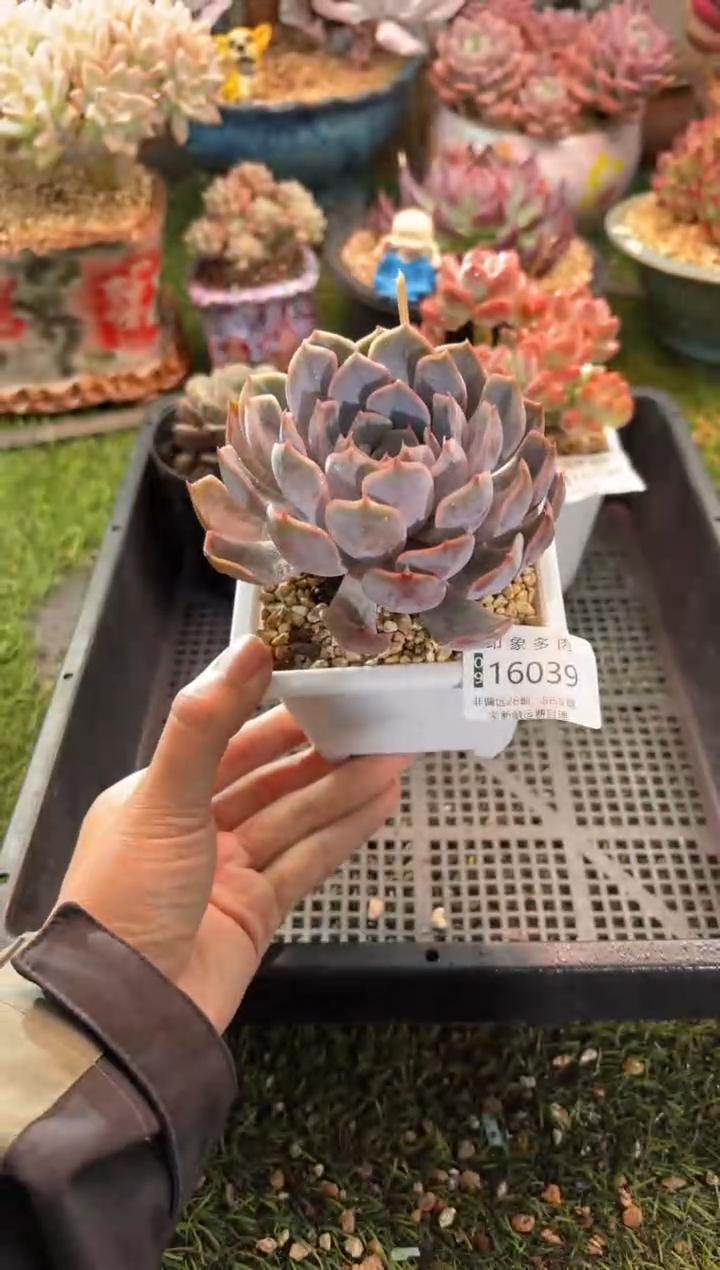 【闪购商品】16039