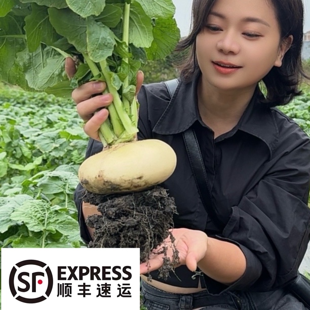 【顺丰速运】温州盘菜新鲜萝卜萝卜扁头菜5斤（约2～4个）新鲜发货