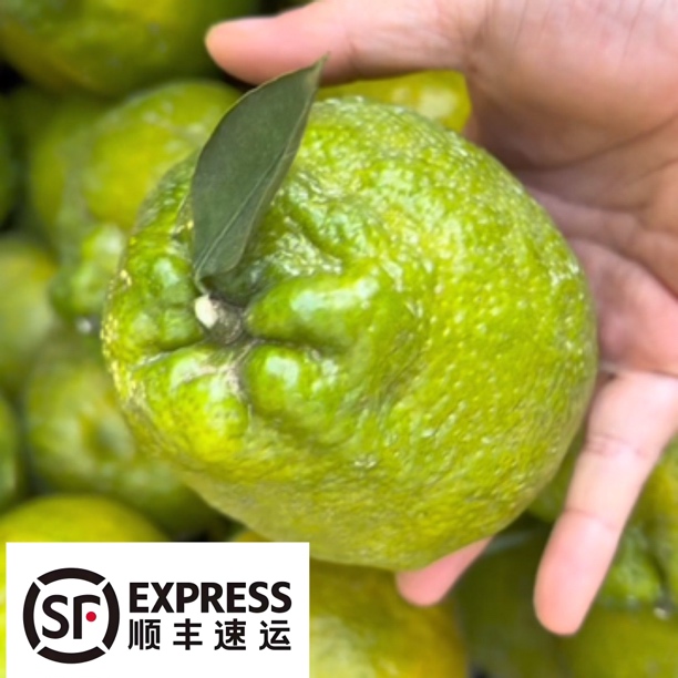 【顺丰速运】5斤温州特产瓯柑微苦甘甜不上火苦柑苦橘