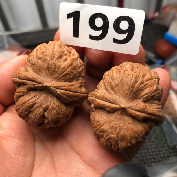 43尺元宝文玩核桃练手对金顶元宝小手捻小核桃