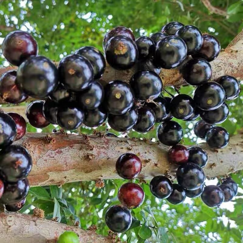 唯源众嘉宝果各种盆栽地栽阳台种植果树庭院果苗水果（一物一拍）