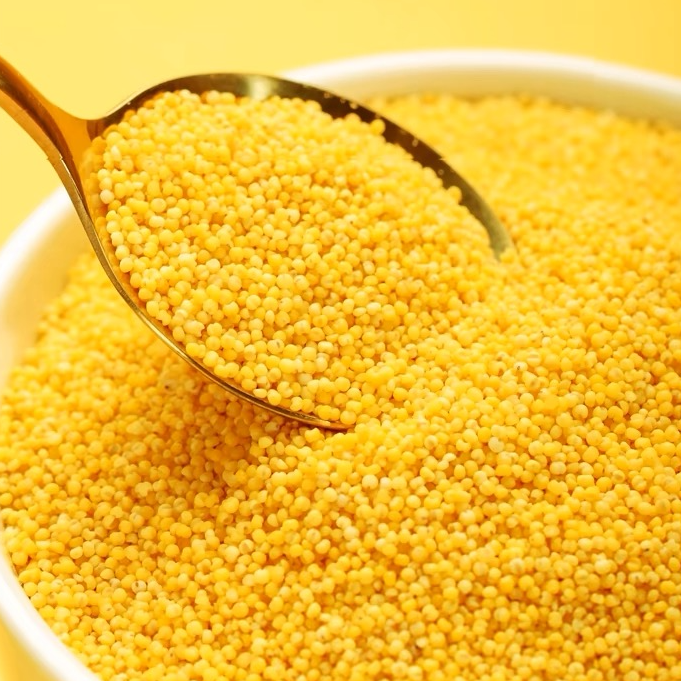 【惟清】桶装沂蒙山山地小米5斤 农家小米 香糯出油营养可试喝