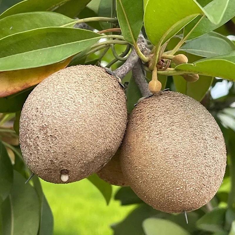 正品越南人心雪梨猴面包树大果苗果树面包果人心果【带花带果】