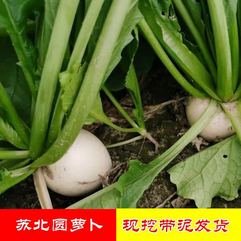 苏北东台农家自种现挖新鲜白萝卜水萝卜微辣凉菜  脆爽口五斤