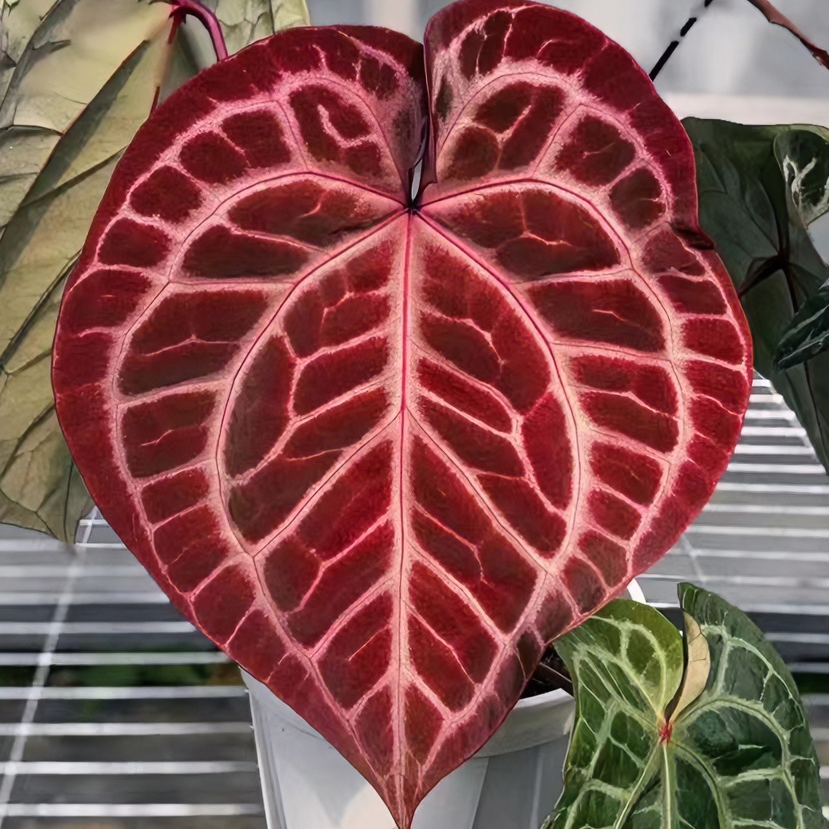 小怪兽热植进口室内INS风桌面摆放热植秋天的植物搭子