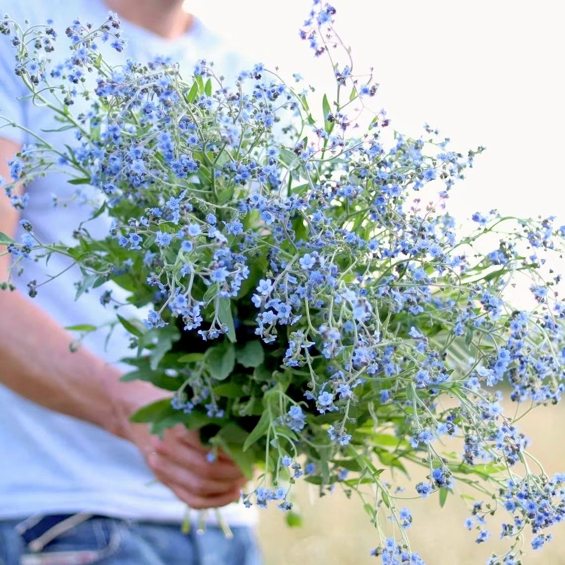 【倒提壶种子】耐寒盆栽驱鼠花勿忘草花种蓝色花海中国勿忘我花籽