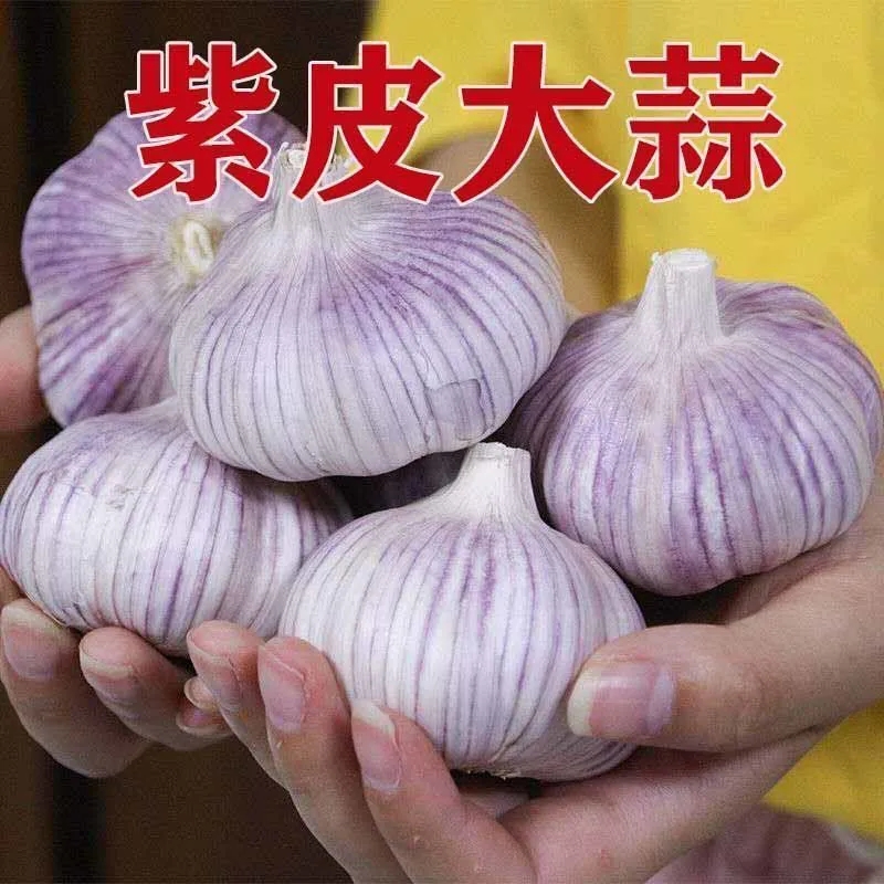 【小徐】新干蒜中牟大蒜头种子干大蒜种籽河南新鲜蔬菜紫皮蒜