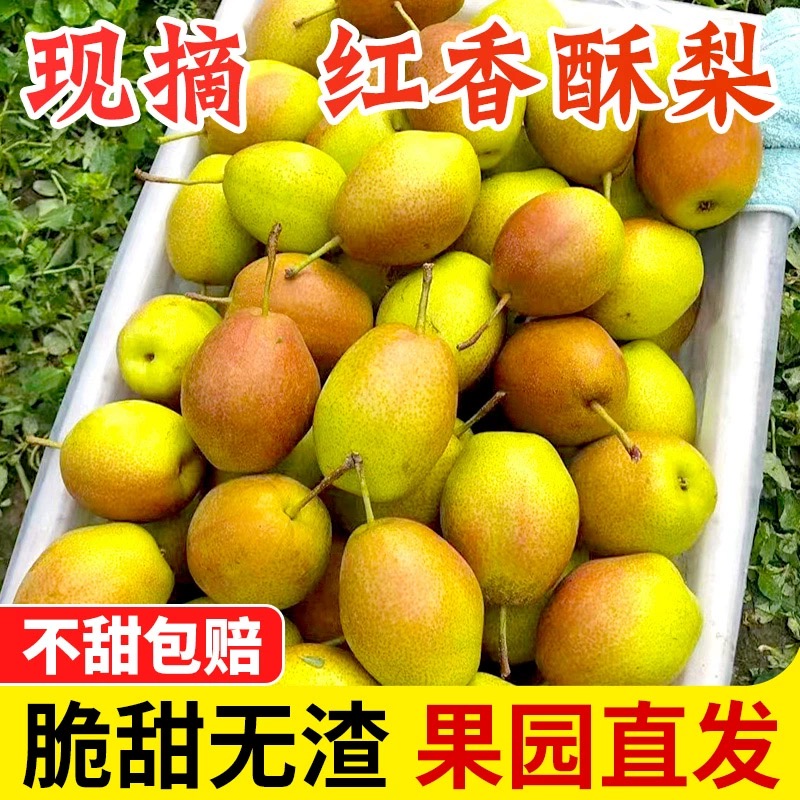 【小徐】【爆甜多汁】香梨水果新鲜应当红香酥梨子特级新疆包邮