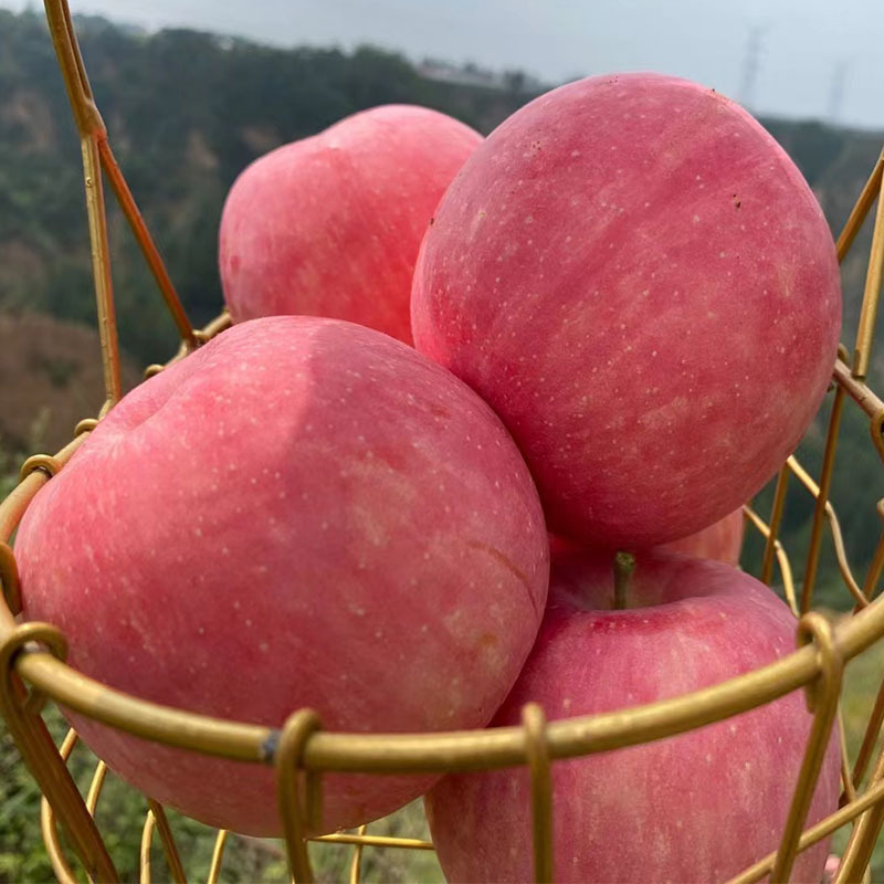 【小徐】陕西洛川红富士苹果脆甜多汁当季新鲜苹果现摘现发整箱装