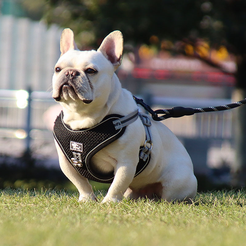 法斗牵引绳背心式中大型犬透气结实金毛遛狗绳子防挣脱背带式户外