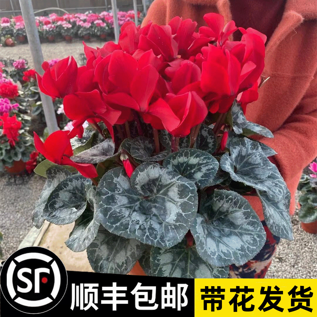 仙客来盆栽花苗兔耳花四季开花好养大花阳台室内花卉蝶衣花年宵花
