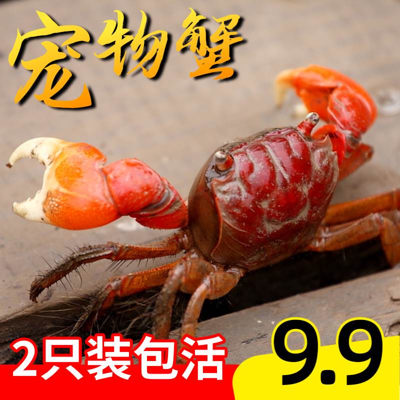 小螃蟹活物好养淡水观赏蟹相手蟹适合学生儿童小孩可以养宠物螃蟹