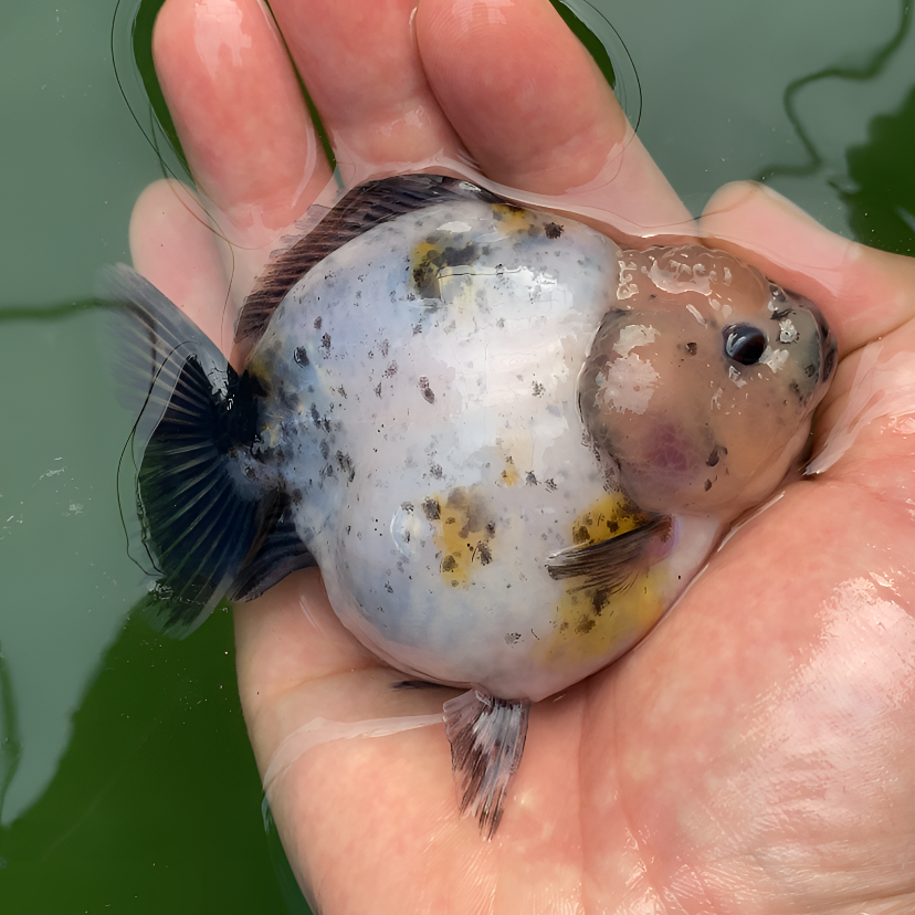 景园观赏鱼 活体鱼 兰寿泰狮 已直播间拍下为准