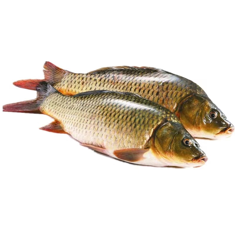 东北松花江野生大鲤鱼单条6-10斤