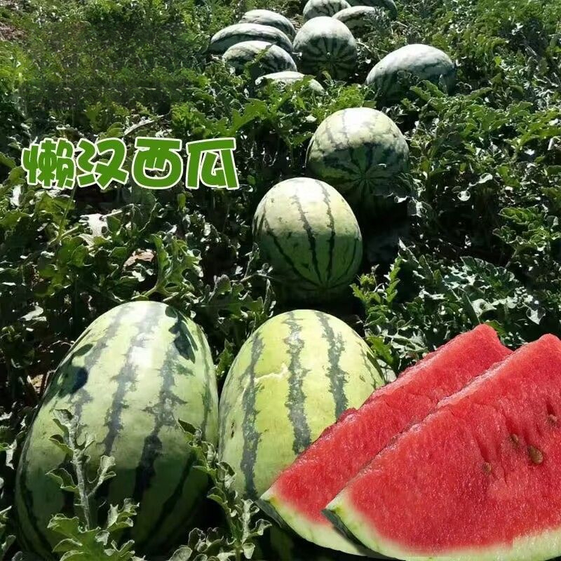 高产甜早熟西瓜种子四季播种水果西瓜籽懒汉西瓜种子
