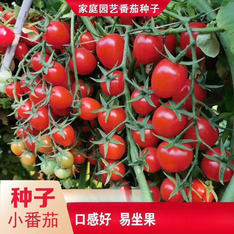 小番茄种子四季高产樱桃番茄种子圣女果种子庭院阳台盆栽水果种籽