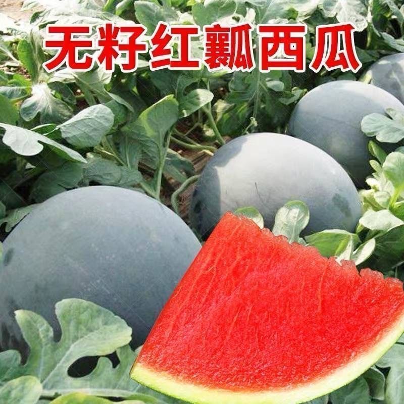 无籽西瓜种子黑皮高产薄皮红心特大西瓜种籽蔬菜水果种孑四季