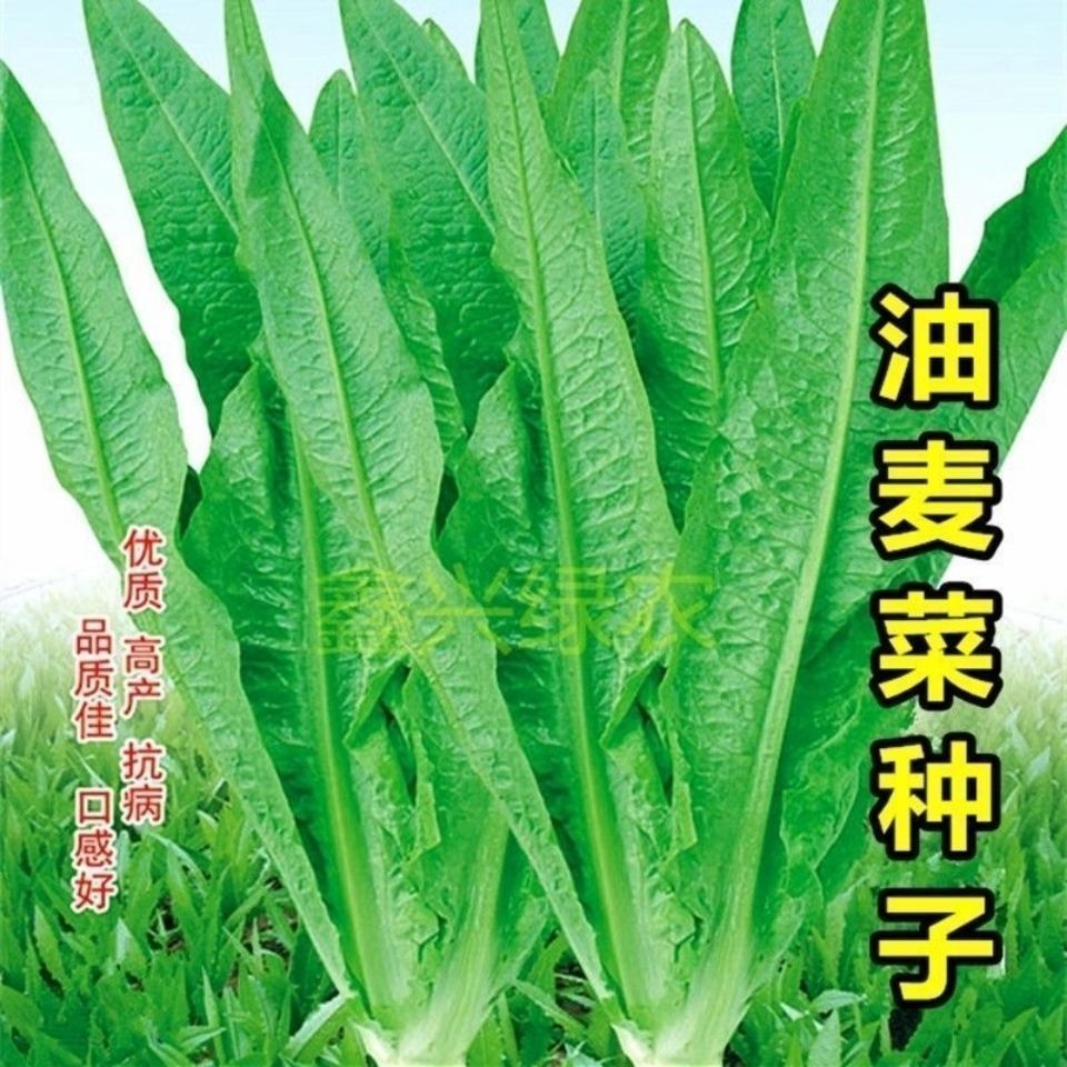 油麦种子四季无班香油麦菜种籽油香麦香油唛蔬菜种子阳台盆栽庭院