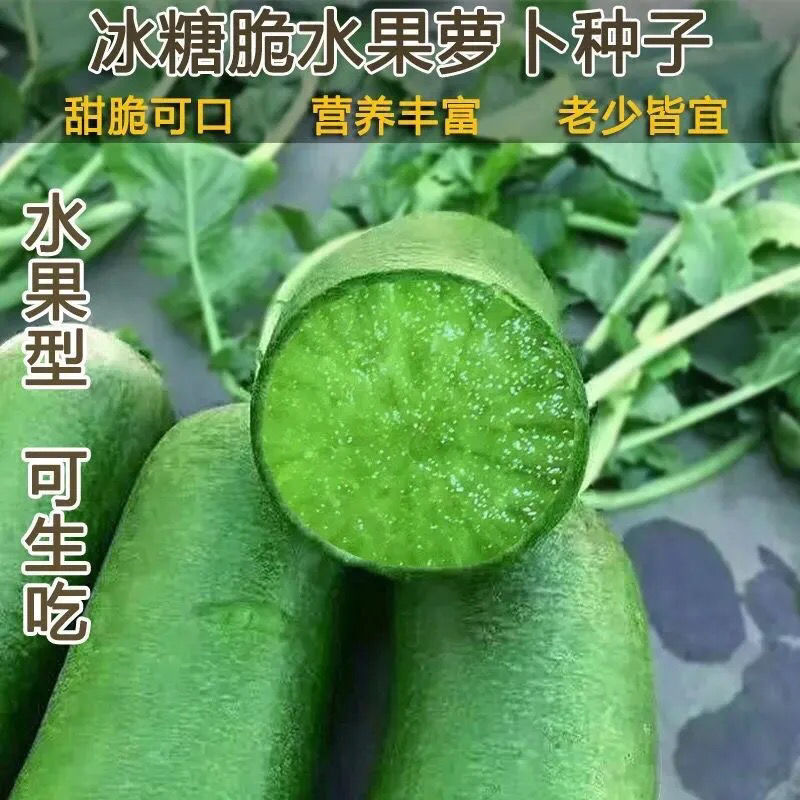 冰糖水果萝卜农家蔬菜种孑四季播绿萝卜种籽水果萝卜种子生吃脆甜