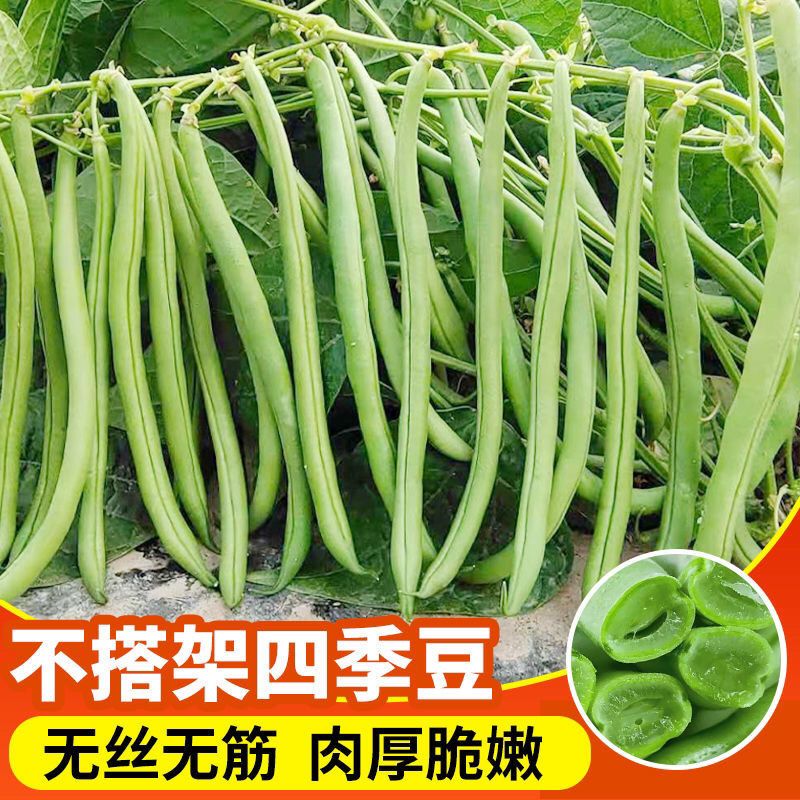 豆角种子无架早熟地豆种子四季豆种子矮生不用搭架可盆栽蔬菜种子