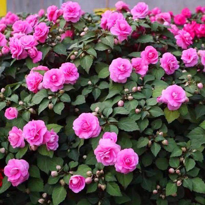 重瓣四季开花茶花凤仙指甲花阳台盆栽花卉植物花卉