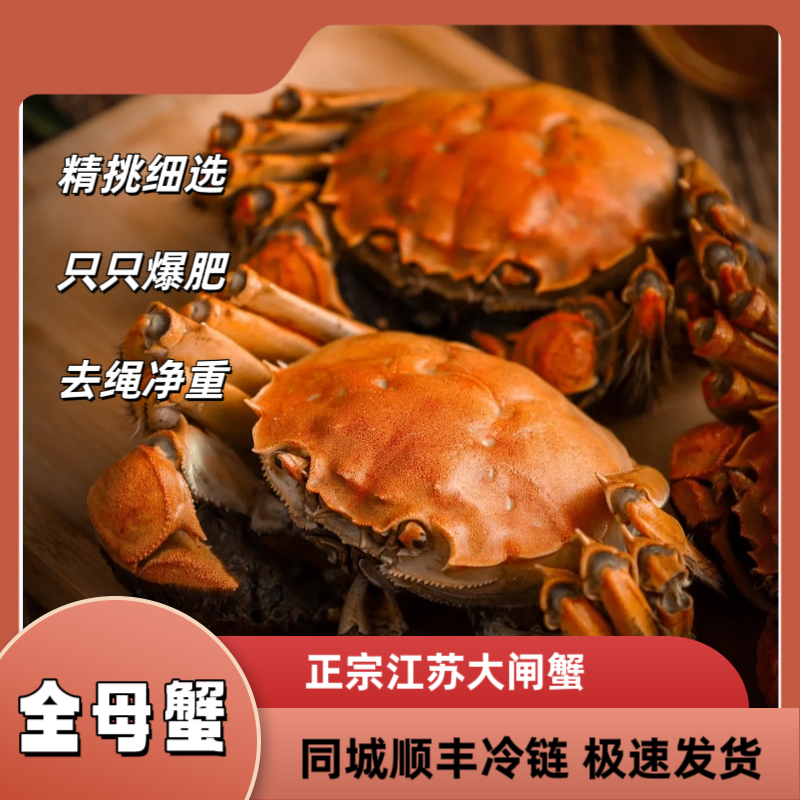 {活蟹}  全母蟹1.8-2两 5只/10只 江苏兴化大闸蟹现货鲜活顺丰冷链直达