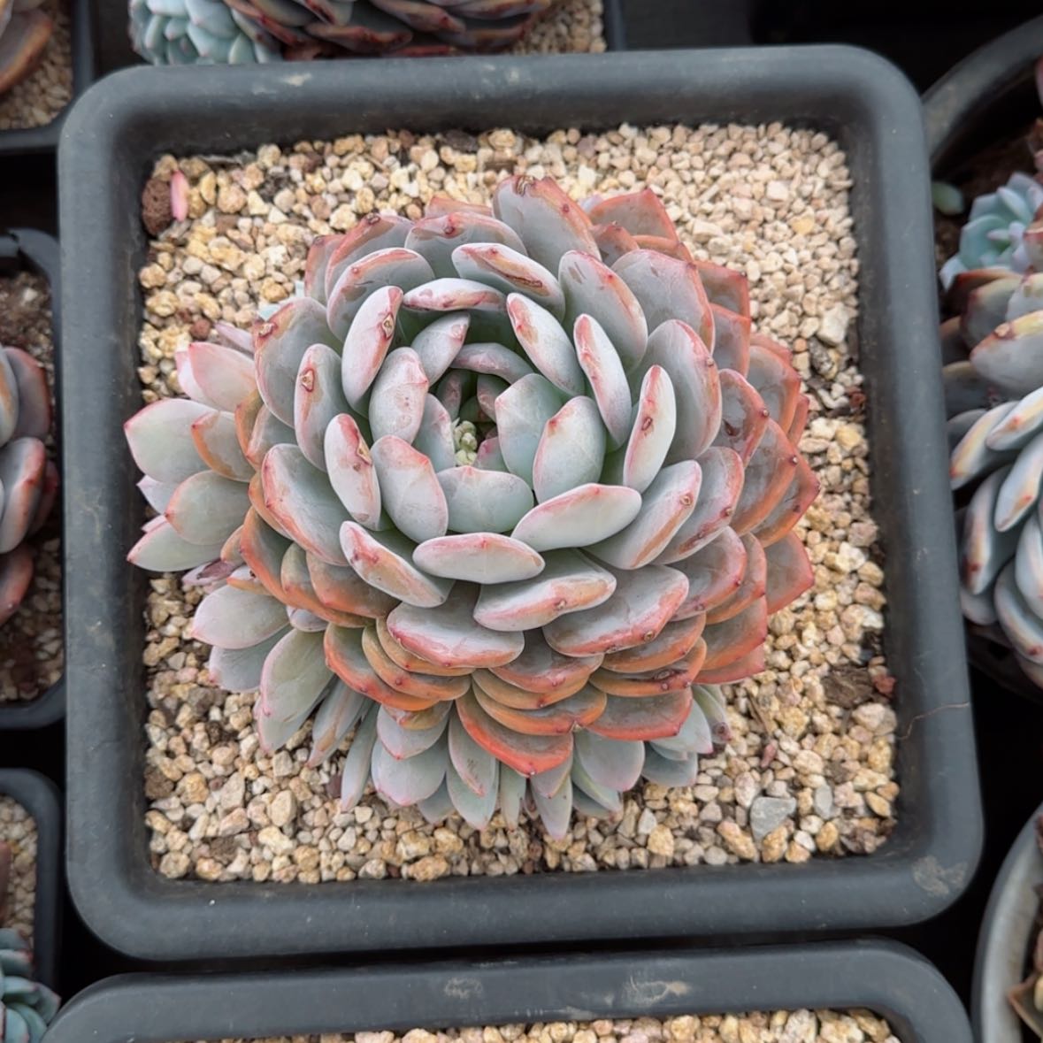 【闪购商品】梦露捧花
