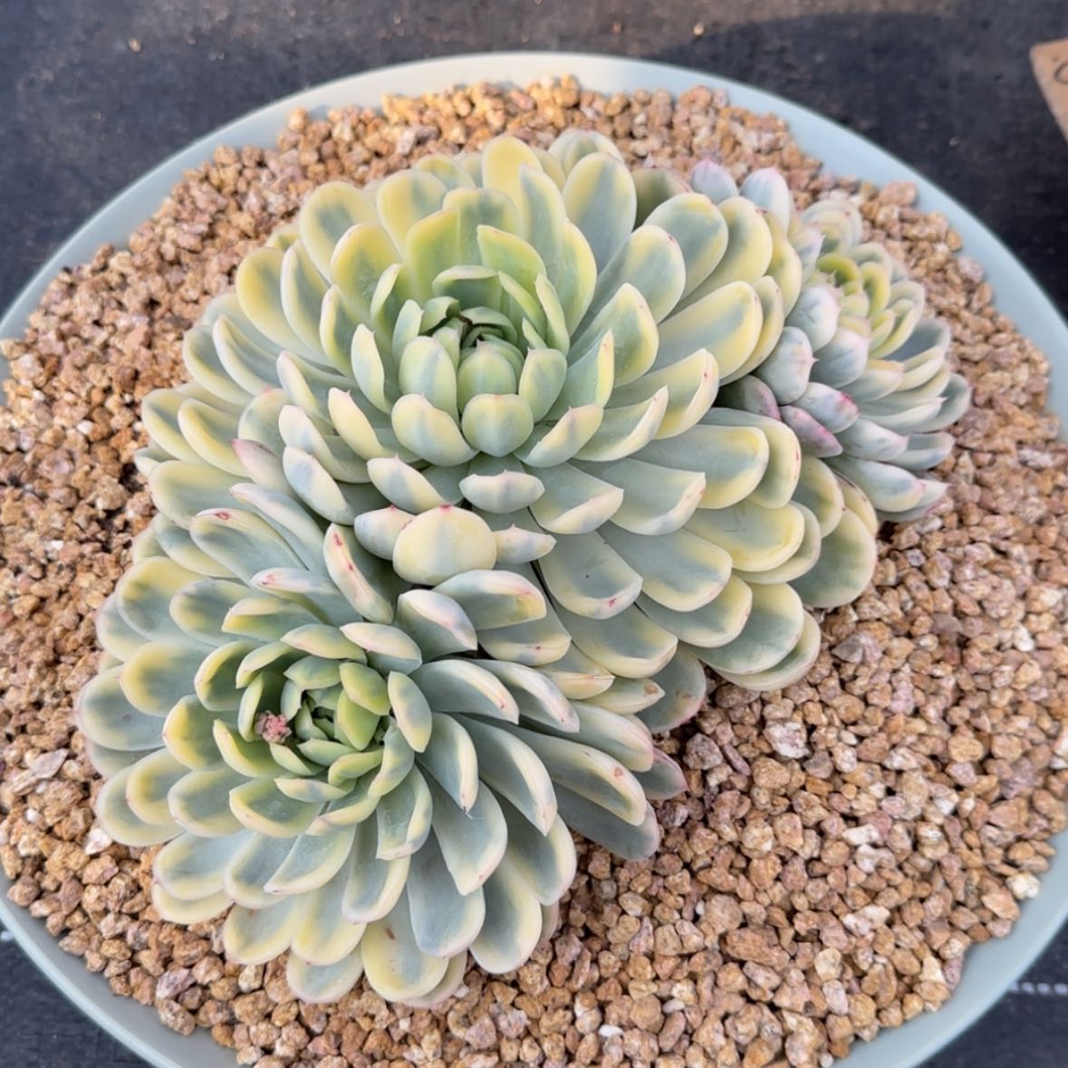 【闪购商品】圆****杨草莓冰