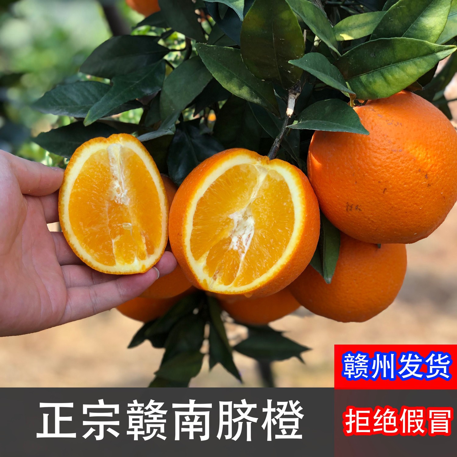 江西赣南脐橙新鲜采摘9斤装原产地新鲜水果香甜多汁