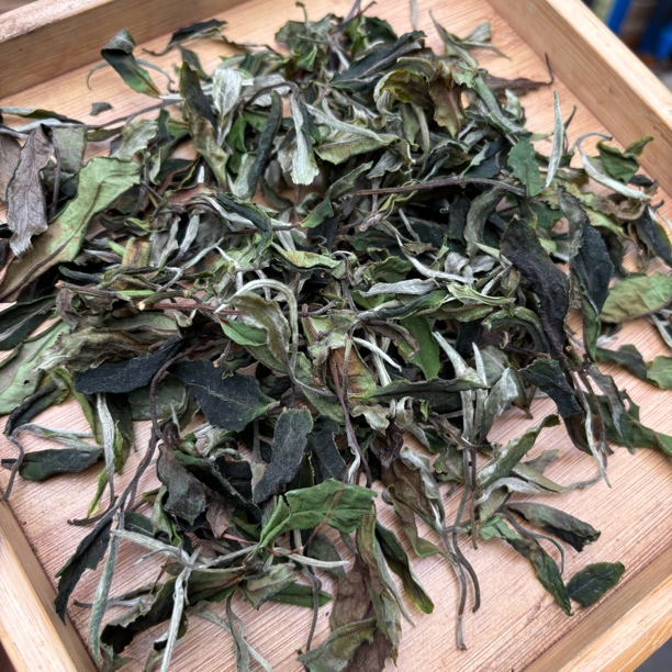 2025年【傈僳山-小叶种古树春白茶】 兰香枣甜古树春白茶