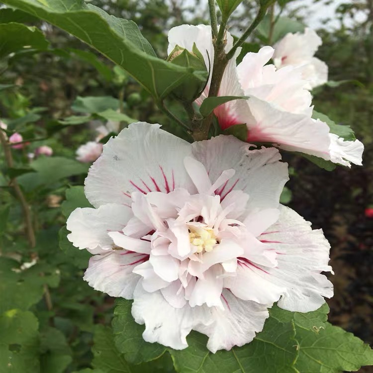 中国雪纺木槿花苗粉白色猪油花篱笆苗盆栽地栽当年开花可食用花卉