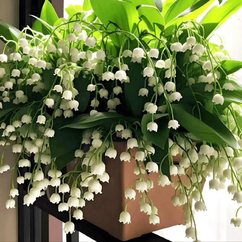 【发芽带根】香水铃兰花盆栽花卉绿植四季开花客厅外耐寒耐冻好养护