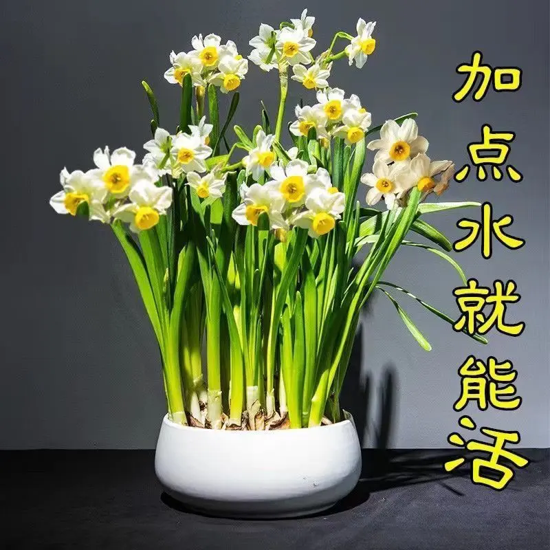 水仙花种球盆栽室内水养花卉植物水培风信子球根四季开花好养花卉