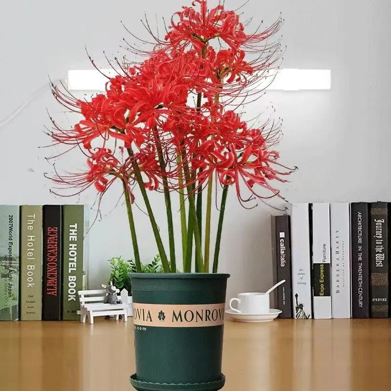 【10个装】彼岸花种球多年生曼珠沙华球根四季开花盆栽石蒜花种球