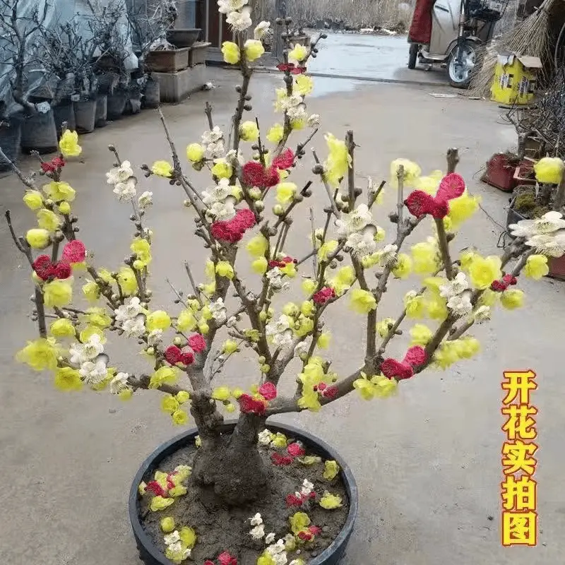 【带花苞】腊梅梅花盆栽地栽老桩浓香型耐寒植物冬天开花庭院花卉