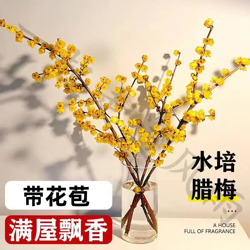 年宵花高档梅花枝遇水开花冬季鲜花梅花水培新年装饰阳台干枝桃花