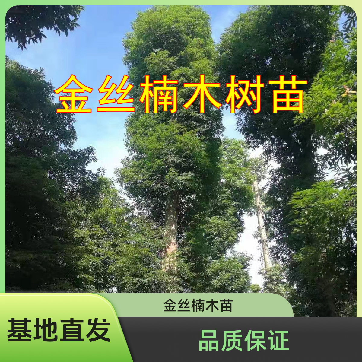 正宗名贵金丝楠木树苗大树四川小叶桢楠别墅庭院绿植四季常青树