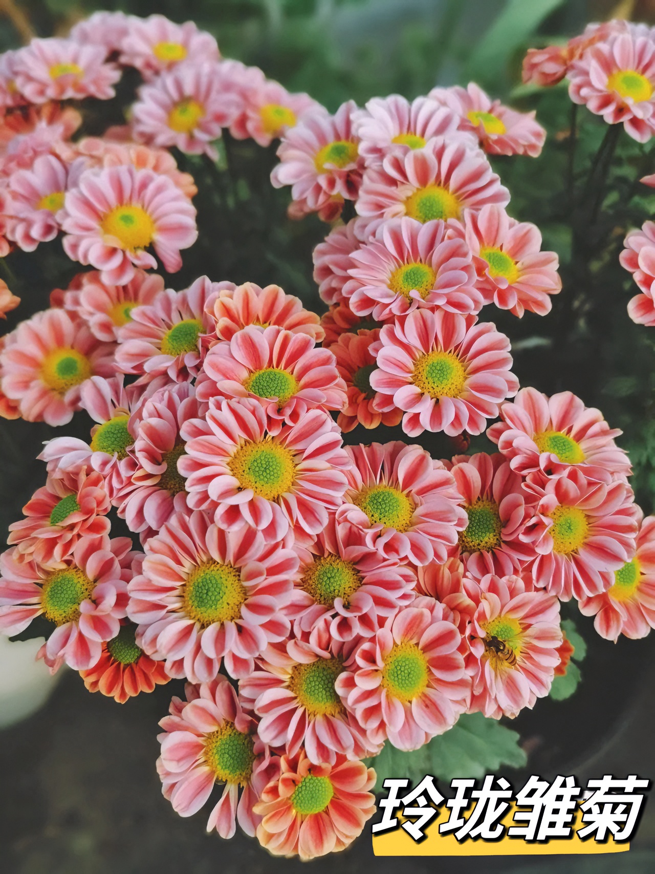 新品玲珑雏菊吉姆菊花盆栽四季开花阳台庭院原盆土带花发货鲜活