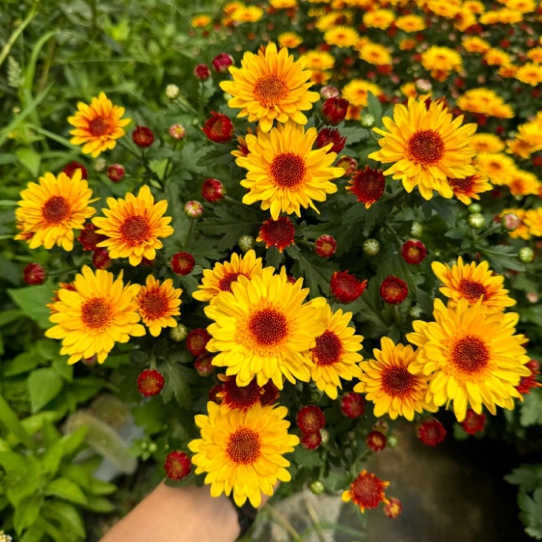 阳光泡泡微风橙多头菊盆栽