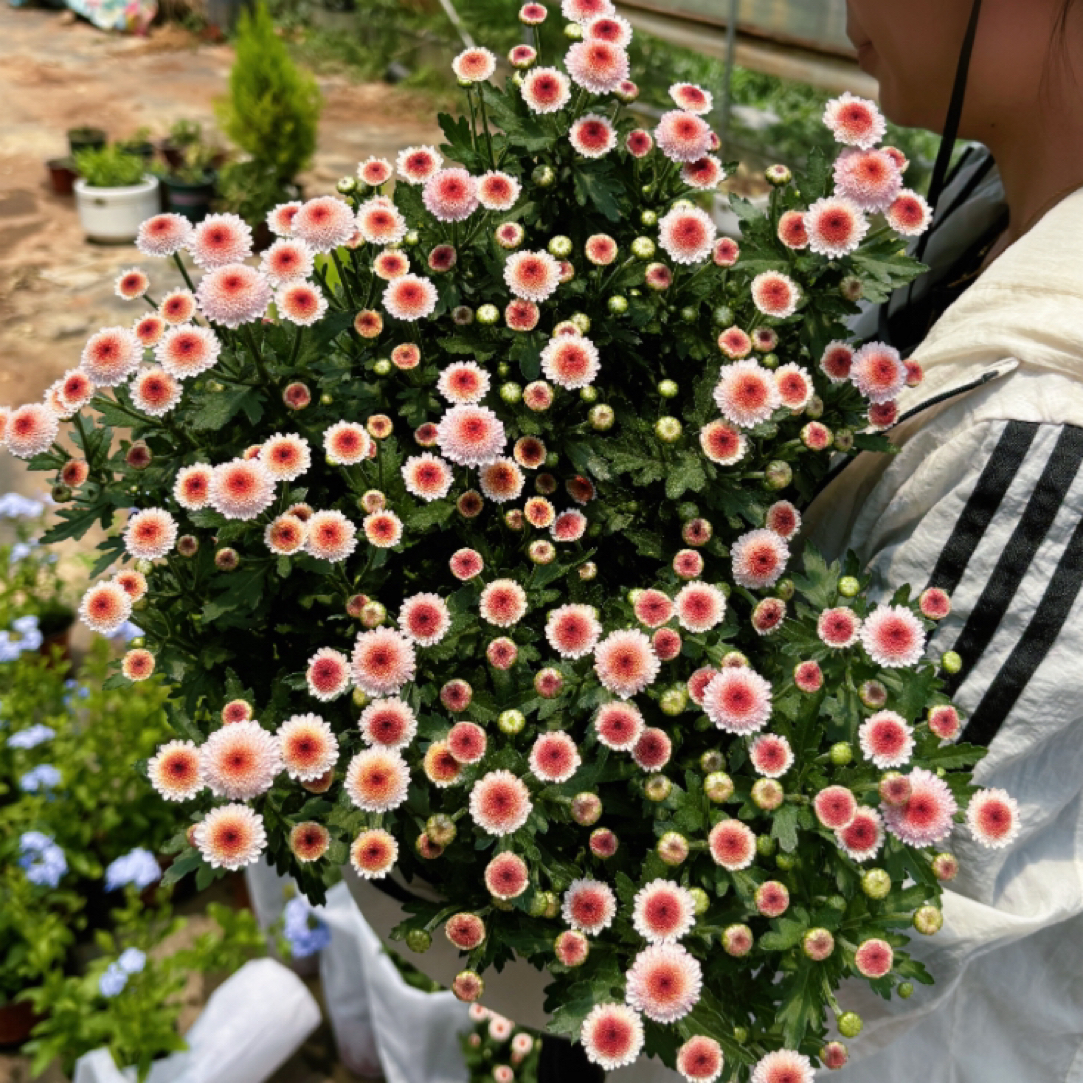珠玉之卵雏菊盆栽阳台庭院耐热易活植物