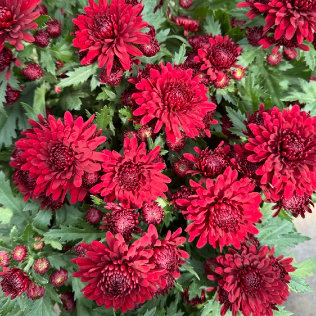 【荷兰菊红水晶】盆栽耐热耐寒多年生宿根植物阳台庭院